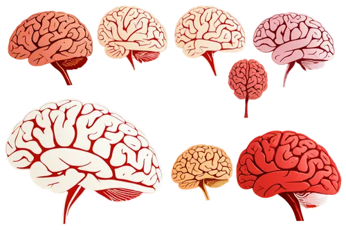 Human brain, realistic, detailed texture, cerebral cortex, cerebellum, brainstem, frontal lobe, parietal lobe, temporal lobe, occipital lobe, neurons, synapses, glial cells, meninges, blood vessels, s