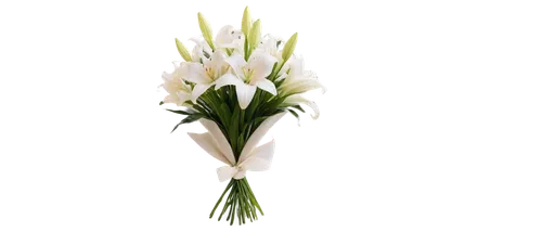 easter lilies,madonna lily,flowers png,white lily,tuberose,tulip white,white trumpet lily,ornithogalum,lily of the valley,jonquils,white tulips,star of bethlehem,white flower,hymenocallis,zantedeschia,peace lilies,garden star of bethlehem,freesias,lilium candidum,lilies of the valley,Conceptual Art,Daily,Daily 30