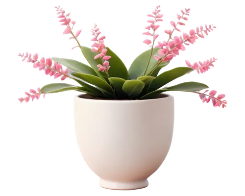 pink hyacinth,billbergia pyramidalis,crenate orchid cactus,monocotyledon,flowers png,billbergia nutans,phalaenopsis equestris,spathoglottis,androsace rattling pot,bromelia,centaurium,epidendrum,bromeliad,flowerpot,impala lily,citronella,kalanchoe,container plant,potted plant,mixed cup plant,Illustration,American Style,American Style 14