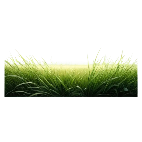 cordgrass,blade of grass,grass,block of grass,gras,grassy,grass grasses,needlegrass,long grass,grasslike,green grass,blooming grass,blades of grass,lamp cleaning grass,grass blades,grass fronds,wheatgrass,grass blossom,ryegrass,high grass,Illustration,Realistic Fantasy,Realistic Fantasy 16