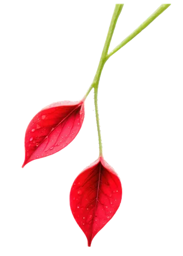 flowers png,anthurium,rose leaves,spring leaf background,red petals,flower background,rose buds,leaf background,red leaf,rose leaf,on a red background,red leaves,epilobium,ikebana,flower wallpaper,red flowers,red carnation,red flower,red background,valentine flower,Photography,Artistic Photography,Artistic Photography 13