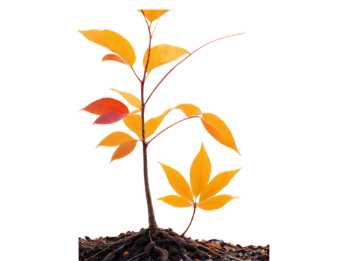 tangerine tree,flame vine,flame flower,orange tree,autumn tree,small tree,flourishing tree,lantern plant,burning bush,ikebana,fire flower,tree torch,flame lily,orange flower,tulip branches,orange lily,potted tree,autumn decoration,seasonal tree,flowers png,Art,Artistic Painting,Artistic Painting 09