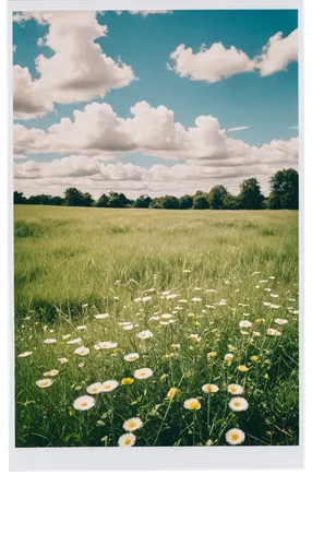 dandelion field,meadow landscape,summer meadow,small meadow,grassland,wildflower meadow,dandelion meadow,flowering meadow,flower meadow,cow meadow,meadow flowers,meadow in pastel,grasslands,meadow rues,oxeye daisy,meadow daisy,meadow,blooming field,field of rapeseeds,mayweed,Photography,Documentary Photography,Documentary Photography 03