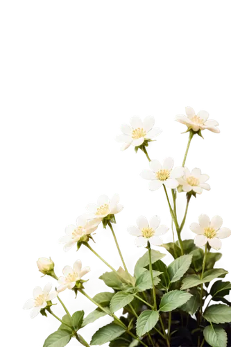 the white chrysanthemum,white chrysanthemum,chrysanthemum background,wood anemones,astrantia major roma,leucanthemum,flowers png,white chrysanthemums,echinacea purpurea 'white swan,alternanthera,leucanthemum maximum,chrysanthemum cherry,wood daisy background,siberian chrysanthemum,chrysanthemum grandiflorum,lemon beebalm,white floral background,chrysanthemum coronarium,japanese anemones,chrysanthemum flowers,Unique,Pixel,Pixel 04