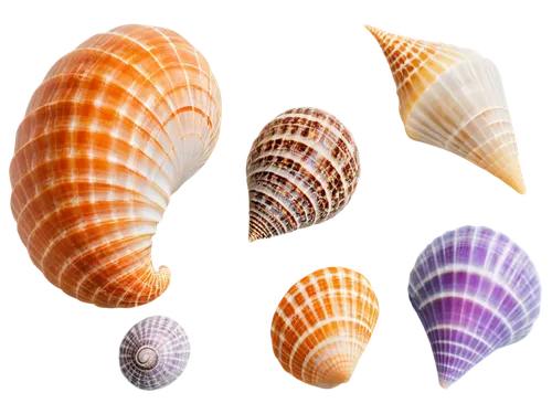 marine gastropods,gastropods,mollusks,shells,molluscs,snail shells,sea shell,mollusc,seashells,in shells,snail shell,watercolor seashells,sea snail,blue sea shell pattern,mollusk,sea shells,marine invertebrates,seashell,shellfish,banded snail,Conceptual Art,Daily,Daily 09