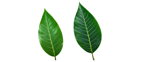 tropical leaf,mape leaf,walnut leaf,palm leaf,tropical leaf pattern,coconut leaf,jungle leaf,oleaceae,foliage leaf,custody leaf,gum leaves,jungle drum leaves,curry leaves,mandarin leaves,leaves,bay-leaf,bay leaf,banana leaf,magnolia leaf,leaf pattern,Illustration,Realistic Fantasy,Realistic Fantasy 17