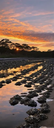 Describe a peaceful oyster farm by the shore at sunset.,falkland islands,fraser island,low tide,isle of mull,paparoa national park,tasmania,byron bay,bay of islands,beach landscape,north island,punaka