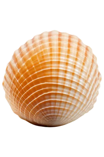 sea shell,scallop,spiny sea shell,bivalve,blue sea shell pattern,clam shell,shell,seashell,beach shell,clam,whelk,sfogliatelle,harris shell,baltic clam,cockle,in shells,shells,corn cockle,snail shell,mollusk,Art,Classical Oil Painting,Classical Oil Painting 30