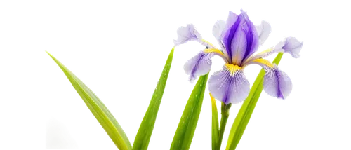 flowers png,iridaceae,dwarf iris,brodiaea,camassia,croci,grape-grass lily,flower background,chionodes,flower wallpaper,crocus flowers,spring flower,tulipan violet,irises,garden star of bethlehem,purple irises,crocus,wild iris,purple crocus,hyacinthoides,Unique,Paper Cuts,Paper Cuts 07