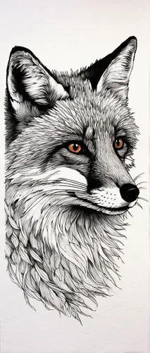 grey fox,south american gray fox,vulpes vulpes,fox,a fox,silver fox,red fox,watercolour fox,pencil art,raccoon,redfox,mammal,swift fox,north american raccoon,line art animal,badger,line art animals,animal portrait,fox hunting,fox and hare,Photography,Documentary Photography,Documentary Photography 23