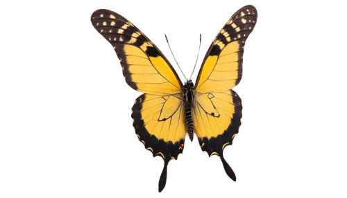 ornithoptera,butterfly vector,papilio machaon,eastern tiger swallowtail,butterfly background,swallowtail butterfly,swallowtail,butterfly isolated,hybrid black swallowtail butterfly,machaon,eastern black swallowtail,swallowtails,papilio,inotera,graphium,butterfly moth,saturniidae,isolated butterfly,french butterfly,yellow butterfly,Illustration,American Style,American Style 11