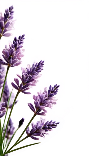 fernleaf lavender,lavender oil,french lavender,the lavender flower,egyptian lavender,lavender flower,lavender flowers,english lavender,lavandula,flowers png,liatris spicata,lavenders,lavander,lavander products,aromatic herb,lavendar,lavender bunch,aromatic herbs,sea-lavender,lavender,Unique,Design,Infographics