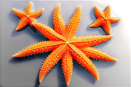 starfishes,sea star,starfish,star anise,echinoderm,cinnamon stars,star anemone,christ star,nautical star,star flower,star fruit,six-pointed star,six pointed star,bascetta star,rating star,sea-urchin,marine invertebrates,sea urchin,chrysanthemum stars,magic star flower,Illustration,Realistic Fantasy,Realistic Fantasy 43