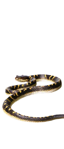 garter snake,liophis,lampropeltis,everglades rat snake,keelback,thamnophis,african house snake,reticulatus,vipera,pointed snake,rat snake,coachwhip,yellow python,salamandra,carpet python,tree snake,grass snake,pantherophis,serpiente,snakebit,Conceptual Art,Oil color,Oil Color 01