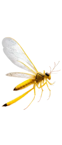 Yellow mosquitoes, swarming, flying, transparent wings, small eyes, proboscis, yellow stripes, fuzzy body, metallic sheen, morning light, soft focus, shallow depth of field, warm color tone.,a very la