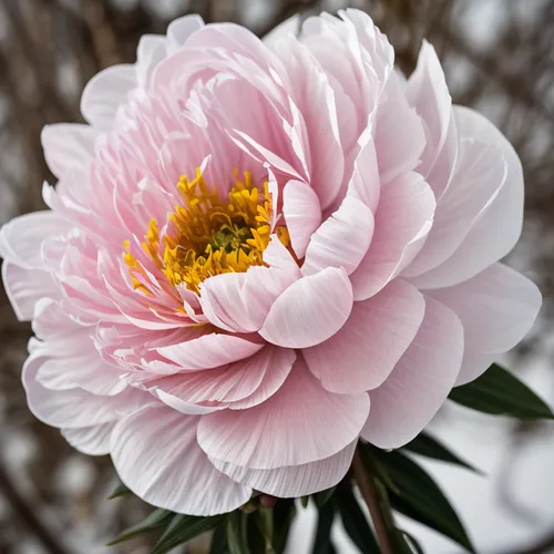 牡丹花,pink chrysanthemum,peony pink,common peony,pink peony,dahlia pink,peony,wild peony,chinese peony,japanese anemone,chrysanthemum cherry,pink chrysanthemums,cosmos flower,chrysanthemum,anemone japon