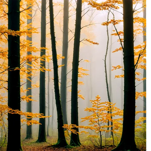 foggy forest,autumn forest,beech trees,beech forest,mixed forest,autumn fog,deciduous forest,germany forest,golden trumpet trees,autumn trees,beech leaves,autumn background,forestier,fir forest,forest landscape,forestland,bavarian forest,european beech,beech mountains,larches,Illustration,Japanese style,Japanese Style 16