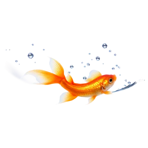 ornamental fish,goldfish,fish in water,gold fish,koi fish,freshwater fish,koi carp,fighting fish,small fish,tobaccofish,koi,two fish,fish oil,yellow fish,the fish,aquarium fish feed,fish,fish pictures,red fish,pilotfish,Photography,Documentary Photography,Documentary Photography 31