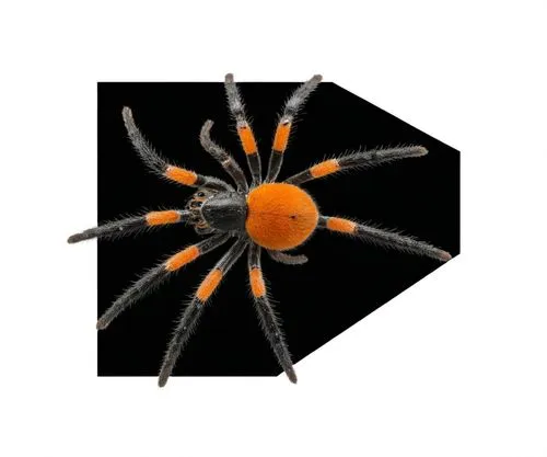 an orange and black tara spider, a type of insect that is very similar to the ones previous,araneus,arachnida,pumpkin spider,diadem spider,araneidae,araneus diadematus