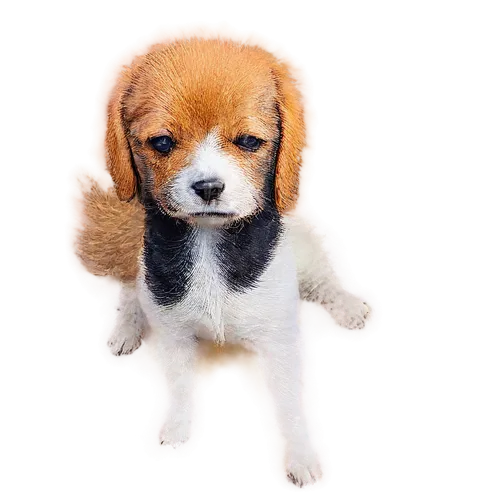 beagle,cavalier king charles spaniel,ein,parvo,cute puppy,beag,beagles,parvovirus,garrison,puppa,oberweiler,dubernard,pembroke welsh corgi,mixed breed dog,huichon,the pembroke welsh corgi,dogana,transparent background,dog pure-breed,mogridge,Photography,Black and white photography,Black and White Photography 12