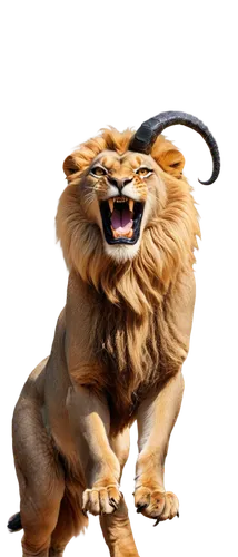 lion - feline,to roar,mandylion,lion,goldlion,iraklion,roar,tiger png,haefliger,lion head,bolliger,skeezy lion,liger,roaring,leonine,male lion,chimera,panthera leo,african lion,tigor,Photography,Documentary Photography,Documentary Photography 12