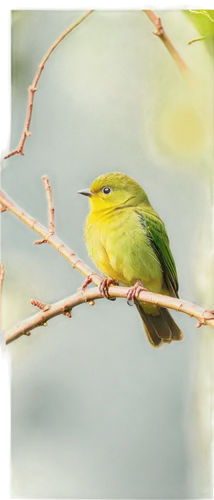 palm warbler,warbling white-eye,cape white-eye,yellowthroat,pine warbler,japanese white-eye,yellow robin,vireo,lesser swamp warbler,kinglets,leafbird,kinglet,verdin,greenbul,yellowbird,green bird,silvereye,large flycatcher,eastern yellow robin,canary bird,Illustration,Retro,Retro 04