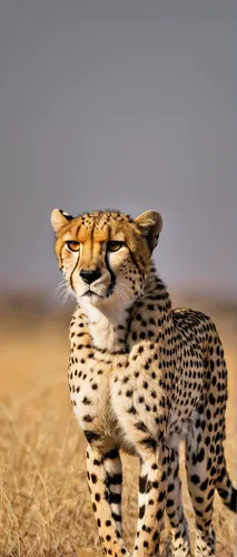 cheetah,cheetah cub,cheetah mother,cheetahs,cheetah and cubs,serengeti,african leopard,hosana,leopard head,leopard,namib,wild cat,etosha,arabian mau,american bobtail,cub,pounce,animal photography,namibia,steppe,Photography,Fashion Photography,Fashion Photography 18