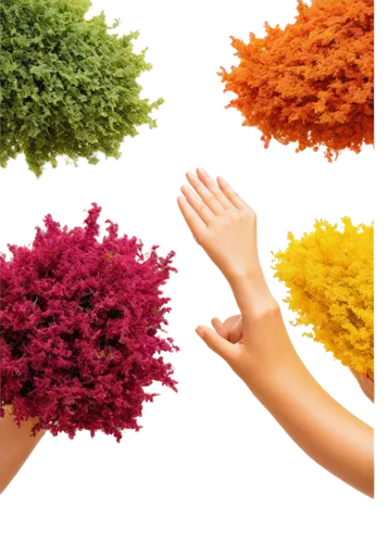 amaranth family,colored spices,amaranth grain,blood amaranth,amaranth,color powder,felt christmas trees,chrysanthemum background,wheat celosia,garland chrysanthemum,chrysanths,calluna,flower wall en,colorful pasta,colorful vegetables,aquarium fish feed,printing inks,chrysanthemums,flowers png,dried petals,Art,Classical Oil Painting,Classical Oil Painting 27