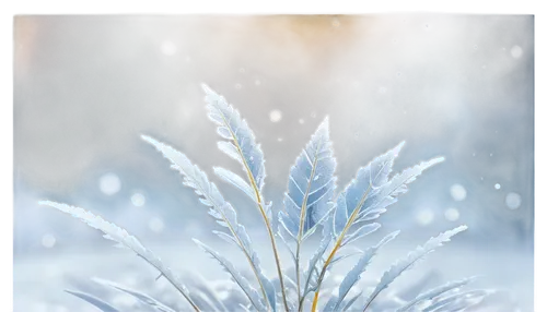 snowflake background,winter background,silver grass,dandelion background,christmas snowy background,ice crystal,ornamental grass,cattails,reed grass,needlegrass,hordeum,white snowflake,blue snowflake,stipa,long grass,phragmites,winter dream,crystalline,feather bristle grass,miscanthus,Illustration,Realistic Fantasy,Realistic Fantasy 03