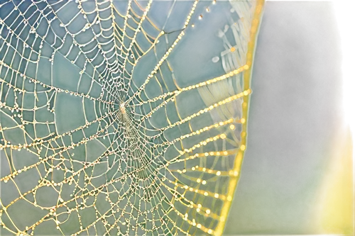 spider silk,morning dew in the cobweb,spider's web,web,spider web,spiderweb,cobweb,cobwebbed,webbed,spiderwebs,webs,cobwebs,web element,spider net,gossamer,spidery,webbing,argiope,webcrawler,spider network,Art,Artistic Painting,Artistic Painting 34