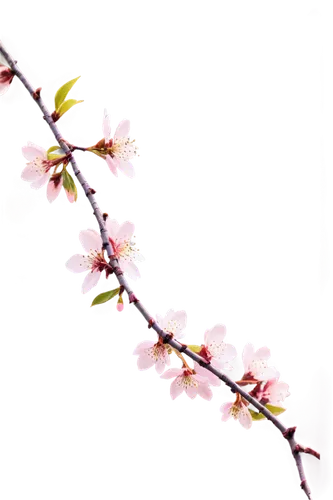 cherry blossom branch,sakura branch,cherry branches,apple blossom branch,cherry branch,plum blossom,flowers png,spring leaf background,sakura flower,the plum flower,plum blossoms,spring background,ornamental cherry,sakura tree,japanese cherry,japanese carnation cherry,apricot blossom,japanese sakura background,sakura cherry tree,cherry twig,Photography,Documentary Photography,Documentary Photography 14