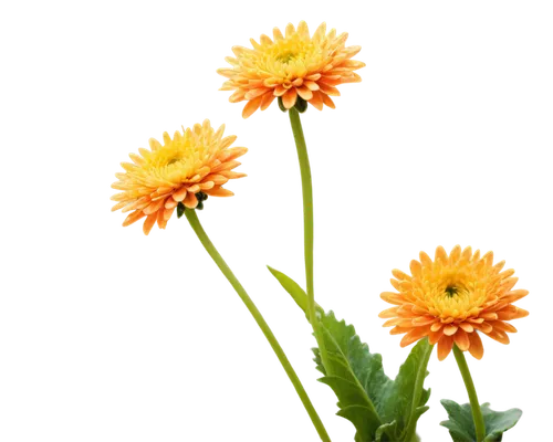 calendula officinalis,helichrysum,strawflower,calendula,calendula flower,calenduleae,xerochrysum bracteatumm,argyranthemum frutescens,calendula petals,calendula suffruticosa,hawkweed,yellow calendula flower,helenium,chrysanthemum background,asteraceae,hawkweeds,orange flowers,orange marigold,hieracium,flowers png,Illustration,Black and White,Black and White 21