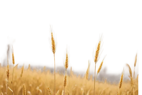 Wheat, golden yellow, tall stalks, swaying gently, natural light, soft focus, 3/4 composition, shallow depth of field, warm color tone, cinematic lighting, rustic texture, countryside atmosphere, solo