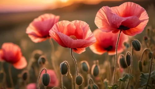 poppy flowers,tulip background,poppies,red poppies,flower background,poppy fields,flower in sunset,flower wallpaper,mohn,pink poppy,a couple of poppy flowers,poppy field,poppy flower,corn poppies,red 