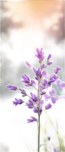 lavender flower,the lavender flower,liatris,vervain,lavender flowers,fireweed,agastache,cleome,hyssop,limonium,camassia,liatris spicata,verbena,pale purple,pond flower,loosestrife,lilac flower,flower in sunset,lavender,milkwort,Illustration,Realistic Fantasy,Realistic Fantasy 27