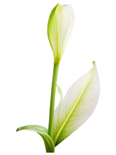 spring leaf background,grass lily,flower bud,grape-grass lily,lotus leaf,lily of the valley,water lily bud,stamen,flower wallpaper,lily of the field,water lily leaf,grass blossom,green leaf,white lily,lotus leaves,unfurling,flowers png,lily flower,tulip background,flower background,Illustration,Realistic Fantasy,Realistic Fantasy 32