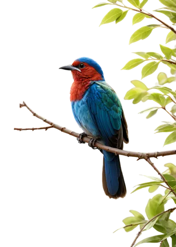 red pompadour cotinga,blue-capped motmot,eurasian kingfisher,broadbill,pompadour cotinga,tanager,river kingfisher,red-throated barbet,cotinga,colorful birds,alcedo,rosella,crimson rosella,beautiful bird,tanagers,european bee eater,kingfisher,asian bird,bird on branch,orange-breasted sunbird,Illustration,Vector,Vector 14