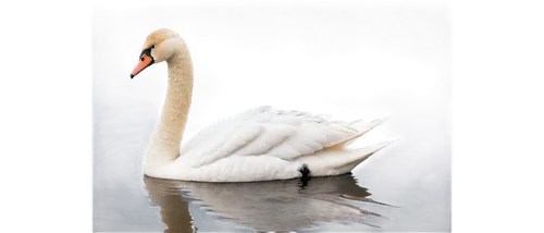 White swan, solo, lake scene, serene, neck bent, beak closed, fluffy feathers, soft ripples on water, morning mist, warm sunlight, gentle composition, shallow depth of field, pastel color tone, cinema