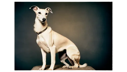 sighthound,lurcher,galgo,sighthounds,whippets,galga,bull terrier,basenji,saluki,tintype,borzoi,greyhound,rat terrier,dobie,dog frame,nuxhall,canidae,scenthound,huyghe,pinscher,Photography,Documentary Photography,Documentary Photography 03