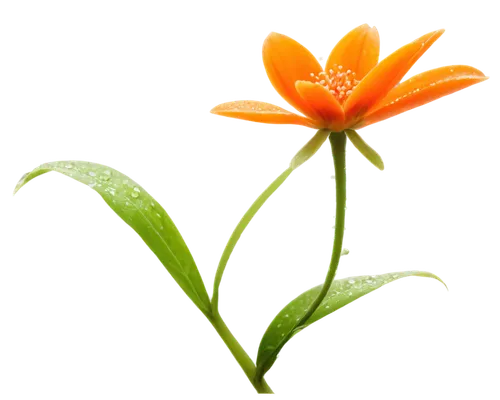 orange lily,orange flower,lotus png,flowers png,guernsey lily,lily flower,calenduleae,flower background,calendula,orange jasmine,orange petals,false saffron,lotus ffflower,orange flowers,ornithogalum,lilium candidum,minimalist flowers,sego lily,tiger lily,student flower,Illustration,Paper based,Paper Based 29