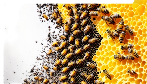 bee colonies,honeycomb grid,honeycomb structure,bee pollen,beekeeping,beeswax,bee hive,beekeepers,building honeycomb,honeycomb,honey bees,honey products,bee colony,honeybees,swarm of bees,bee keeping,bee eggs,beekeeper,stingless bees,apiary,Art,Classical Oil Painting,Classical Oil Painting 17