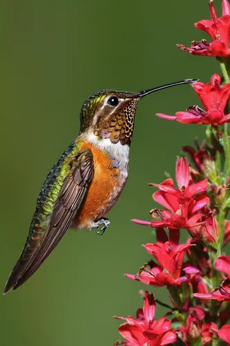 A juvenile male rufous hummingbird sips nectar from a Rocky Mountain Beeplant. Rufous hummingbirds travel an impressive distance during their migration and breed further north than any other hummingbi