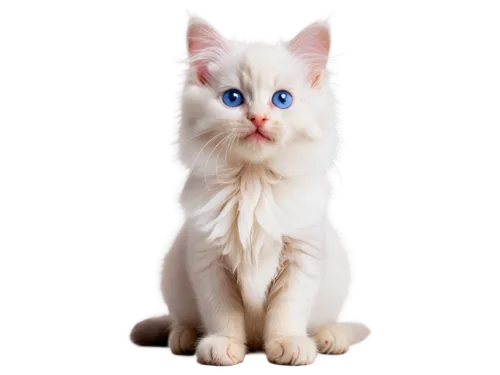 turkish angora,cat on a blue background,turkish van,cat with blue eyes,blue eyes cat,white cat,british longhair cat,japanese bobtail,pet vitamins & supplements,cute cat,breed cat,cat image,birman,cat vector,kurilian bobtail,siamese cat,cats angora,american curl,american bobtail,domestic long-haired cat,Illustration,Retro,Retro 18