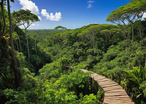 canopy walkway,tree top path,tropical and subtropical coniferous forests,paparoa national park,valdivian temperate rain forest,herman national park,conguillío national park,hanging bridge,wooden bridge,hiking path,rainforest,rain forest,tropical jungle,treetops,new zealand,cabaneros national park,greenforest,south africa,tree tops,reunion island,Art,Artistic Painting,Artistic Painting 20