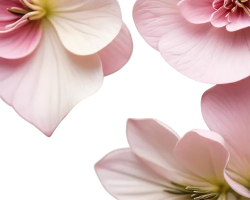 flowers png,floral digital background,pink floral background,flower background,paper flower background,pink lisianthus,japanese anemones,floral background,pink petals,japanese floral background,tulip background,flower wall en,white floral background,geranium pink,pink periwinkles,pink flowers,shrub mallow,cosmos flower,pink flower white,althaea officinalis,Art,Artistic Painting,Artistic Painting 41