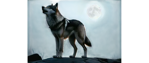 kelpie,howling wolf,tamaskan dog,constellation wolf,wolfdog,carpathian shepherd dog,canidae,posavac hound,northern inuit dog,blood hound,black shepherd,gray wolf,saarloos wolfdog,european wolf,saluki,wolf,wolves,canis lupus,hygenhund,two wolves,Illustration,Vector,Vector 12