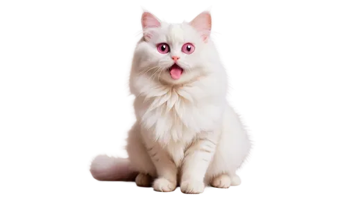 turkish angora,turkish van,pink cat,japanese bobtail,white cat,cat tongue,cat vector,funny cat,cat image,japanese spitz,cats angora,breed cat,british longhair cat,pet vitamins & supplements,cartoon cat,birman,ragdoll,emogi,cute cat,domestic long-haired cat,Conceptual Art,Daily,Daily 14