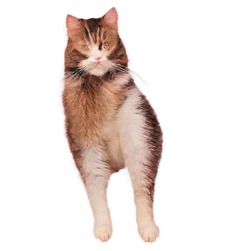 calico cat,cat vector,suara,cat image,calico,anf,mogwai,catoe,mau,omc,catterson,transparent background,kitterman,iz,on a transparent background,kittikachorn,cat portrait,cat,catto,cattan,Photography,Documentary Photography,Documentary Photography 28