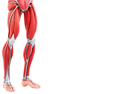 muscular system,musculoskeletal,sciatica,microcirculation,arteriovenous,anteroposterior,rmuscles,neuromuscular,hindlimbs,lymphatics,exoskeletal,tendinous,latissimus,vastus,microvascular,medical illustration,neurovascular,osteoporotic,vasospasm,dermatome,Illustration,Retro,Retro 05