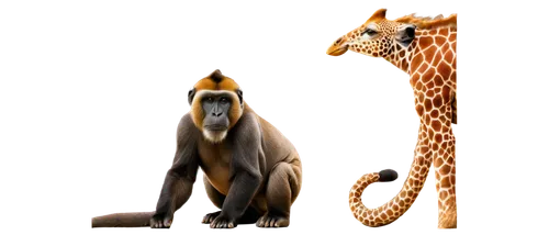 katoto,kemelman,cheetor,suricata suricatta,melman,two giraffes,tigor,bengalensis,callicebus,sumatrana,cercopithecus,derivable,giraffes,fractalius,scandia animals,sauros,indama,woodhoopoes,mammals,hypsilophodon,Art,Classical Oil Painting,Classical Oil Painting 16